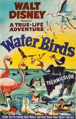 Watch Water Birds (Short 1952) Vumoo