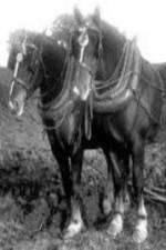 Watch All the King\'s Horses Vumoo