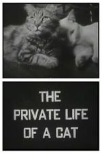 Watch The Private Life of a Cat (Short 1946) Vumoo