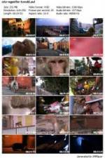Watch National Geographic Monkey Thieves: Heroes - Villains Vumoo