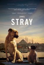 Watch Stray Vumoo