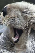 Watch Sea Otters - A Million Dollar Baby Vumoo