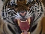 Watch 20 Animals That Will Kill You Vumoo