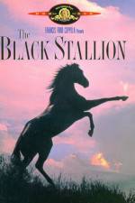 Watch The Black Stallion Vumoo