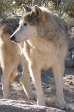 Watch National Geographic : Mystery of the Wolf Vumoo