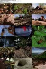 Watch National Geographic Wild - City Of Ants Vumoo