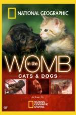 Watch National Geographic In The Womb  Cats Vumoo