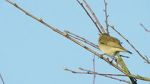 Watch Attenborough\'s Wonder of Song (TV Special 2022) Vumoo