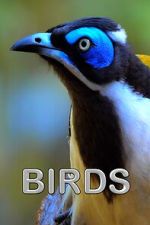 Watch Birds (Short 2021) Vumoo
