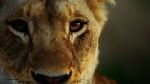 Watch Malika the Lion Queen Vumoo