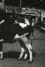 Watch Rube and Mandy at Coney Island Vumoo