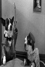 Watch The Two Barks Brothers Vumoo