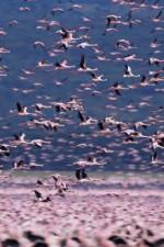 Watch The Crimson Wing Mystery of the Flamingos Vumoo