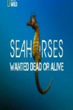 Watch National Geographic - Wild Seahorses Wanted Dead Or Alive Vumoo