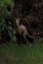 Watch National Geographic Hunt For El Chupacabra Vumoo