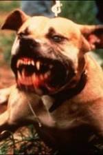 Watch Dogfighting Undercover Vumoo