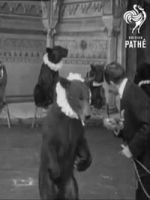 Watch Trained Bears Vumoo