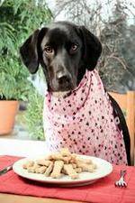 Watch The Truth About Your Dogs Food Vumoo