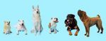 Watch How Dogs Got Their Shapes Vumoo