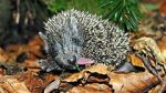 Watch Year of the Hedgehog Vumoo