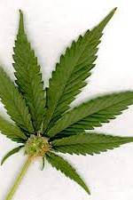 Watch Aphrodisiac! The Sexual Secret Of Marijuana Vumoo