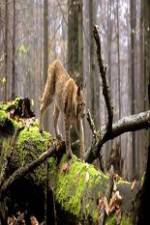Watch National Geographic Wild Balkans Vumoo