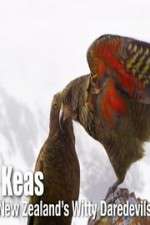 Watch Keas: New Zealand\'s Witty Daredevils Vumoo