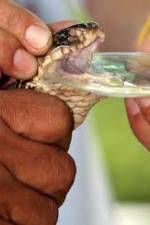 Watch History Channel Evolve:  Venom Vumoo