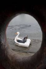Watch Swandown Vumoo