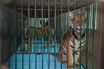 Watch The Tiger Mafia Vumoo
