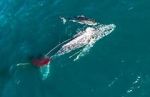Watch Shark vs. Whale Vumoo