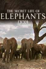Watch The Secret Life of Elephants Vumoo