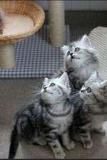 Watch The Secret Life of Kittens Vumoo