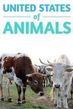 Watch United States of Animals Vumoo