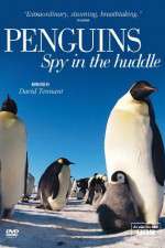 Watch Penguins Spy In The Huddle Vumoo
