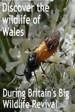 Watch Britain's Big Wildlife Revival Vumoo