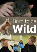 Watch Born to Be Wild Vumoo