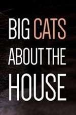 Watch Big Cats About the House Vumoo