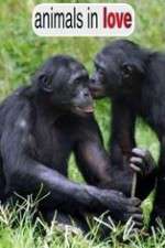 Watch Animals in Love Vumoo