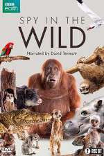 Watch Spy in the Wild Vumoo