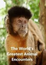 Watch World's Greatest Animal Encounters Vumoo