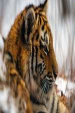 Watch Operation Snow Tiger Vumoo