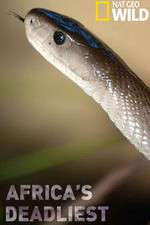 Watch Africas Deadliest Vumoo